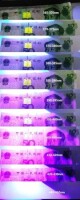 SMD 1W POWER LED Mor 405-410nm - 4